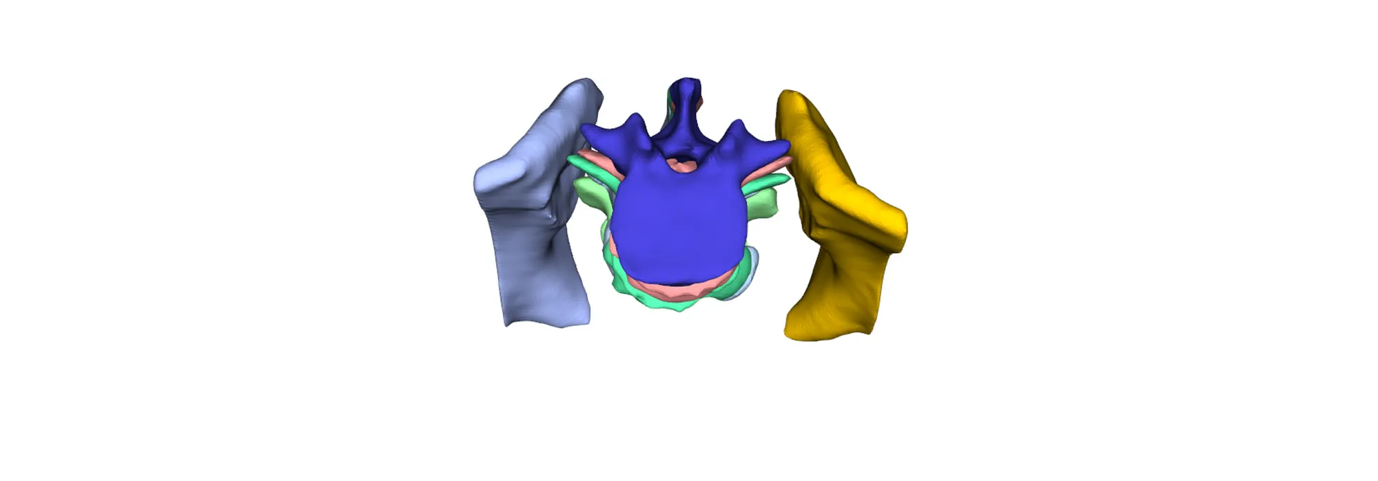 Interactive 3D visualization of multiple anatomical structures using Python vedo for medical imaging, rendering STL files, and differentiating organs with color.